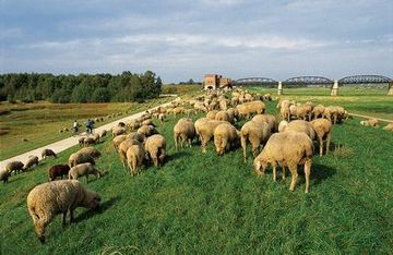 Troupeau de moutons sur une digue à proximité de l`ancien pont de l'Elbe près de Damnatz