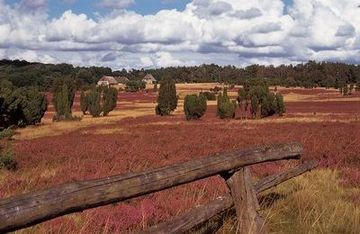 Parc naturel des landes de Lunebourg